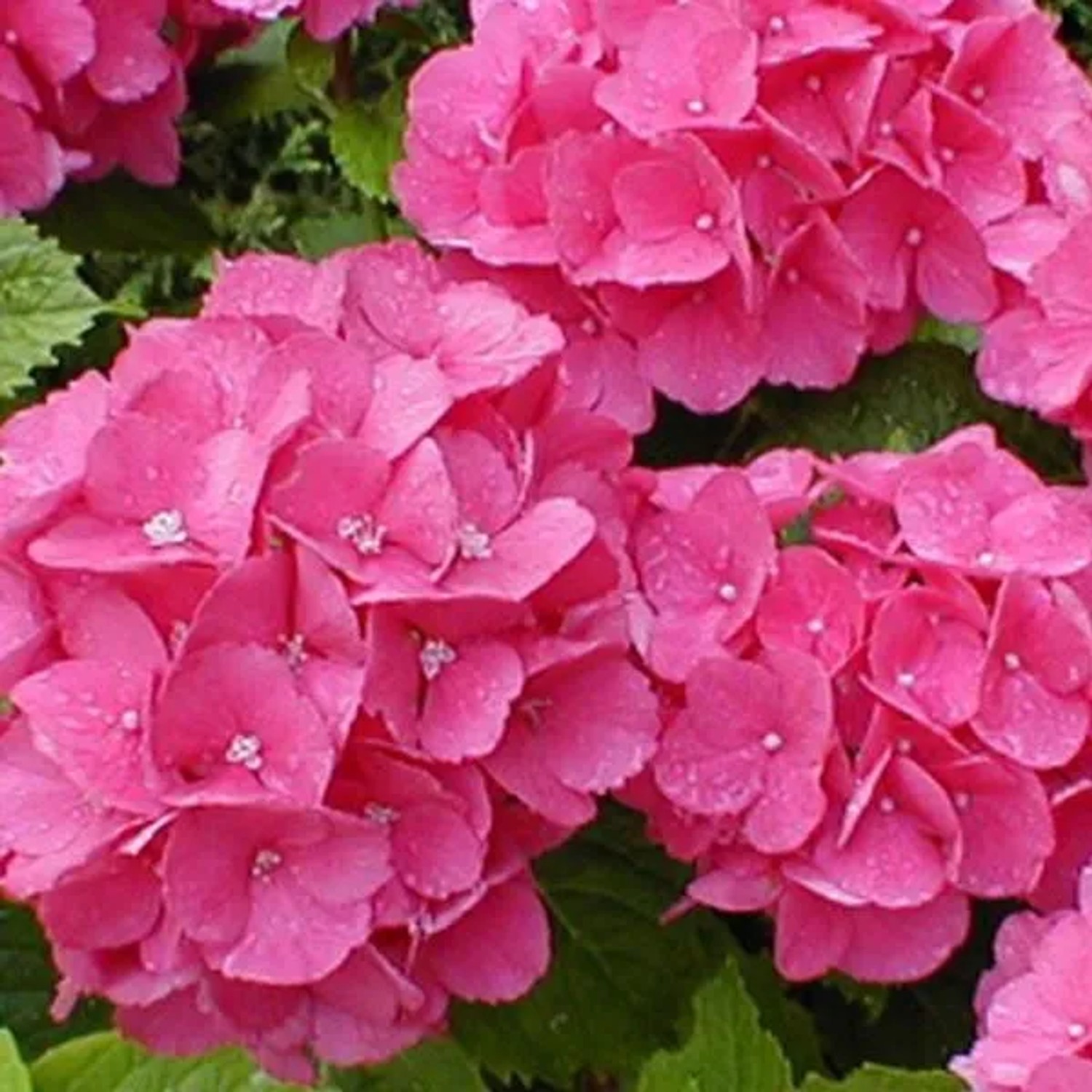 Hortensie 'Benelux' Hydrangea 30 bis 40 cm im Container Kugelige Blüten