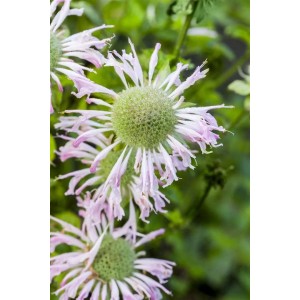 Nahaufnahme der lila blühenden Bergamotte (Monarda Fistulosa) im 9x9 cm Topf.