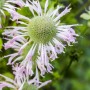 Nahaufnahme der lila blühenden Bergamotte (Monarda Fistulosa) im 9x9 cm Topf.