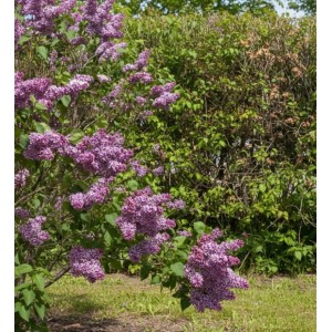 Blühender Edelflieder Sensation Strauch mit zweifarbigen purpur-weißen Blüten im Garten. Ideal als Topfpflanze.