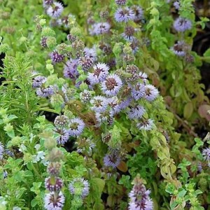Blühende Poleiminze (Mentha pulegium), eine krautige Staude mit kleinen lila Blüten.