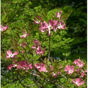 Amerikanischer Blumenhartriegel Cherokee Brave mit rosa Blüten und grünen Blättern.