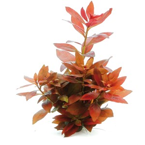 Dennerle Aquariumpflanze Ludwigia Repens Rubin mit roten Blättern für ein Aquarium.