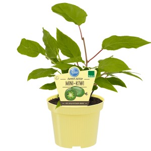 Blu Mini-Kiwi Weiki (weiblich) im Topf, grüne Blätter. Ideal für Garten oder Balkon.