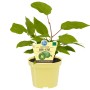 Blu Mini-Kiwi Weiki (weiblich) im Topf, grüne Blätter. Ideal für Garten oder Balkon.