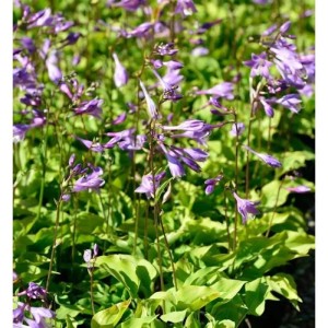 Zwerg Funkie (Hosta minor) mit lilafarbenen Blüten und grünen Blättern.