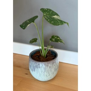 Fensterblatt Thai Constellation im Topf, grüne Zimmerpflanze mit weißer Musterung.