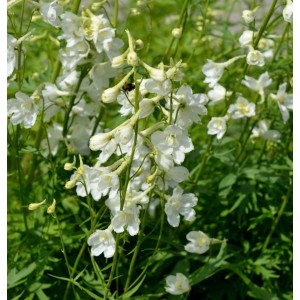 Nahaufnahme des weißen Rittersporns Casa Blanca (Delphinium belladonna) im Garten.