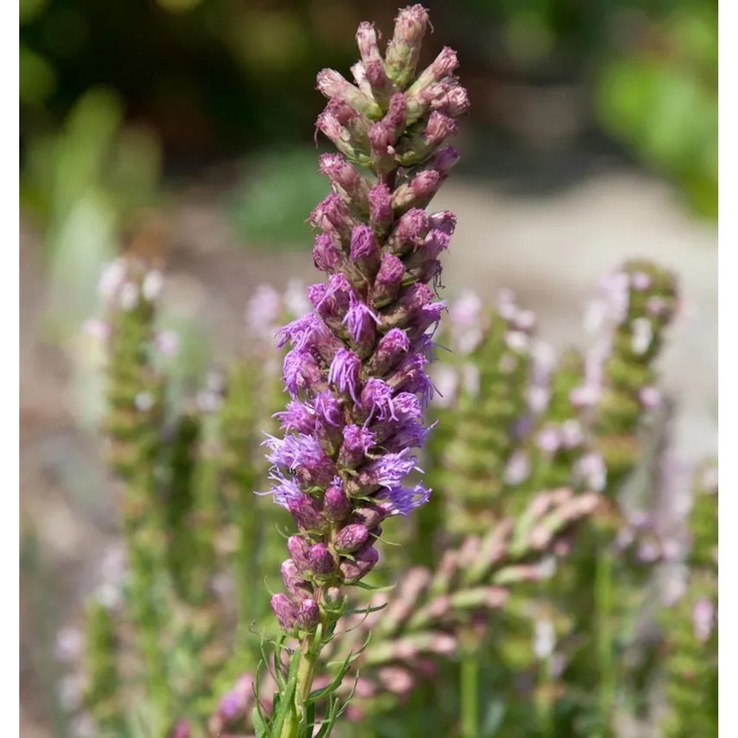 Prärie-Prachtscharte - Liatris pycnostachya