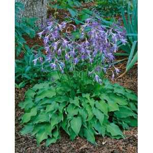 Blühende Zwergfunkie (Hosta Venusta) mit lilafarbenen Blüten und grünen Blättern im Garten.