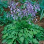 Blühende Zwergfunkie (Hosta Venusta) mit lilafarbenen Blüten und grünen Blättern im Garten.