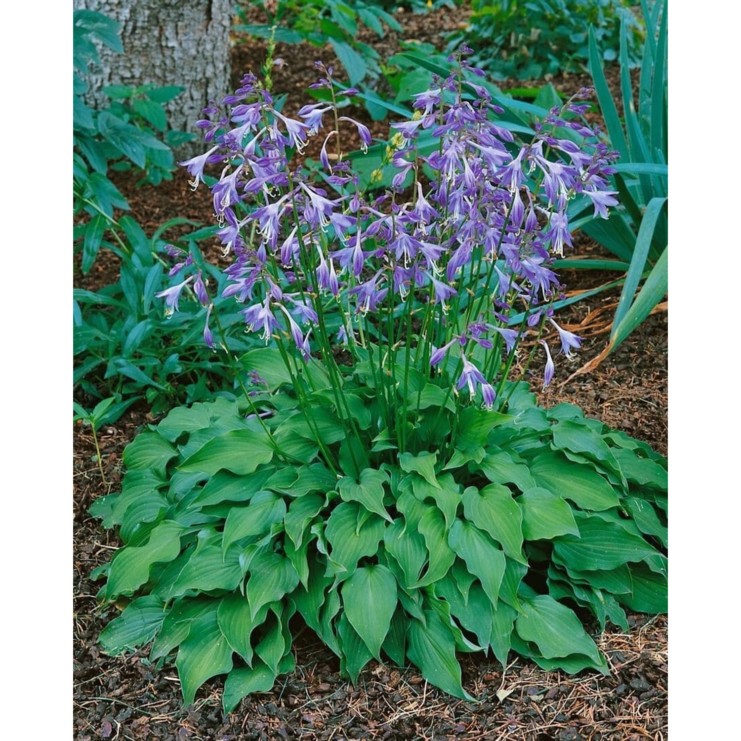 Hosta Venusta Zwergfunkie Ca. 9x9 cm Topf günstig online kaufen