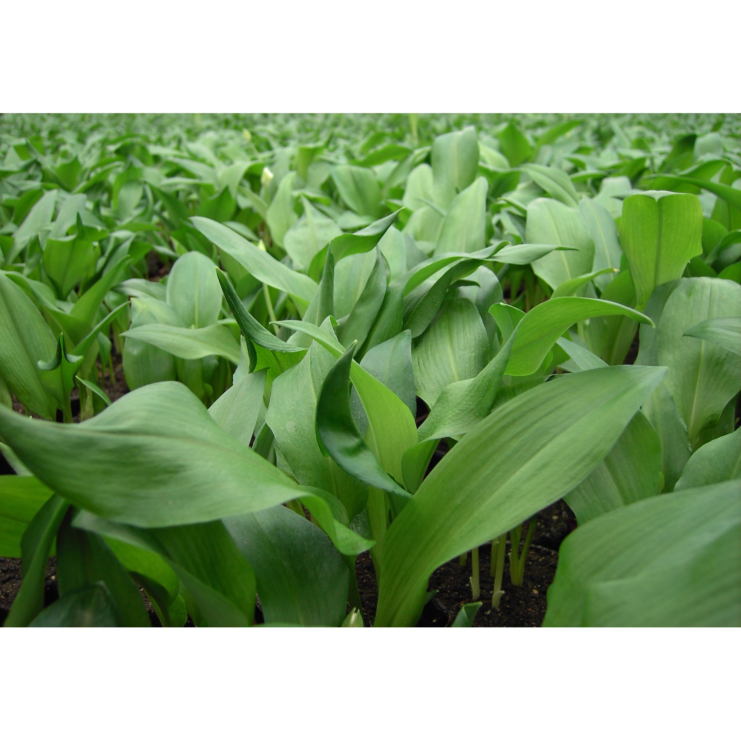 BioBärlauch TopfØ ca. 11 cm Allium kaufen bei OBI