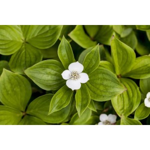 Teppich-Hartriegel (Cornus Canadensis) mit weißen Blüten und grünen Blättern als Bodendecker.