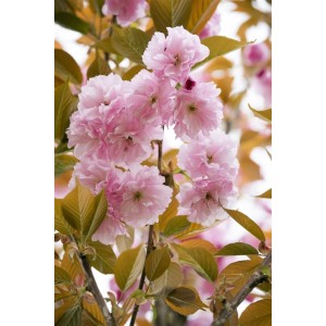 Nahaufnahme der rosa Blüten der Japanischen Blütenkirsche 'Pink Perfection'.