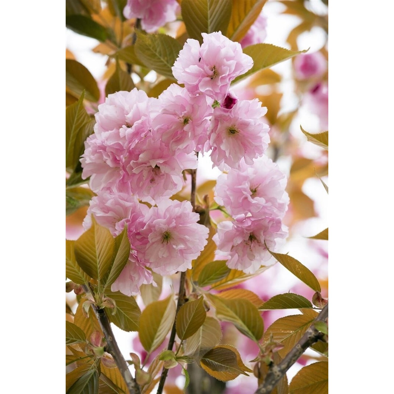 Prunus Serrulata Pink Perfection Japanische Blütenkirsche Rosa 150–200 cm günstig online kaufen