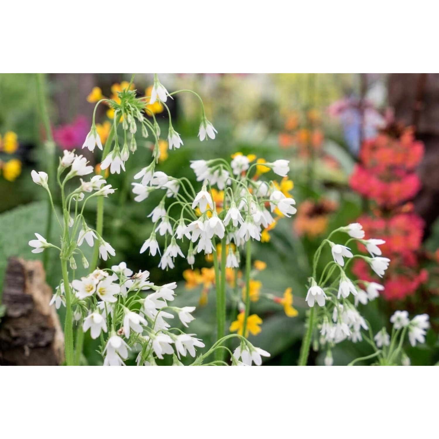 Cortusa Matthioli Alba Alpenglöckchen Ca. 9x9 cm Topf günstig online kaufen