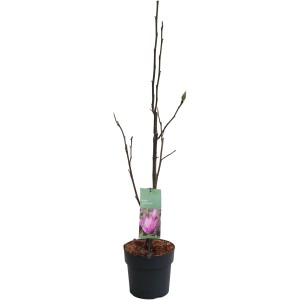 Magnolie "Cleopatra" Hellpurpur Höhe ca. 60-80 cm Topf ca. 6 l Magnolia Hybride