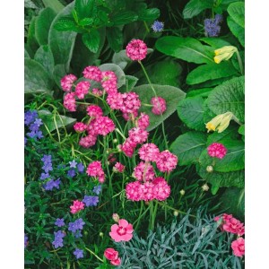 Grasnelke 'Splendens' im 9x9 cm Topf, leuchtend rosa Blüten, ideal für Steingärten.