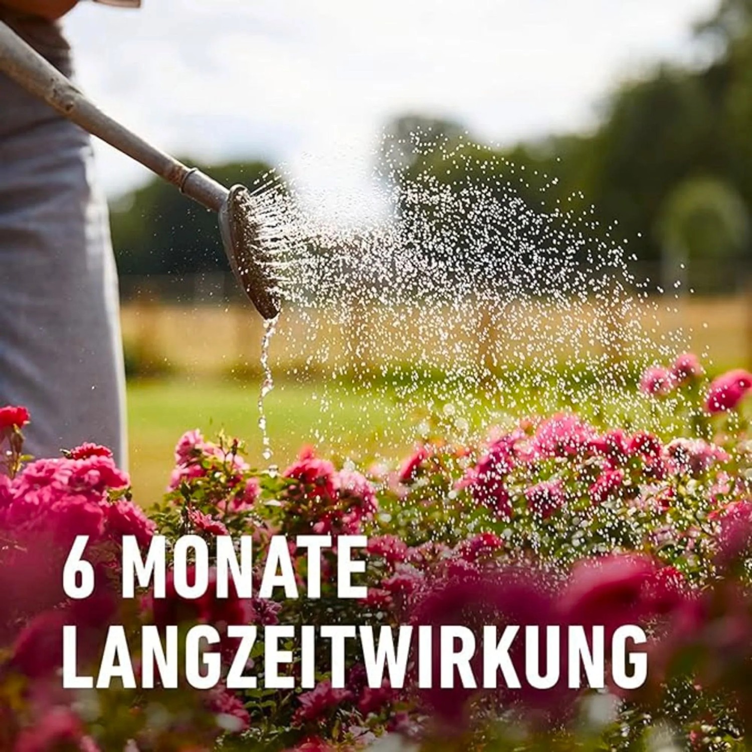 Bewässerung von Rosen mit Compo Rosen Langzeit-Dünger für 6 Monate Blüte.