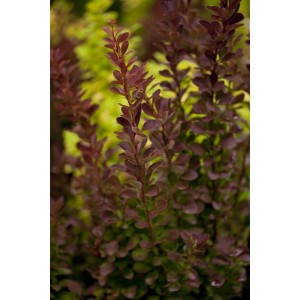 Berberitze 'Red Rocket' mit roten Blättern, Heckenpflanze für sonnige Standorte.