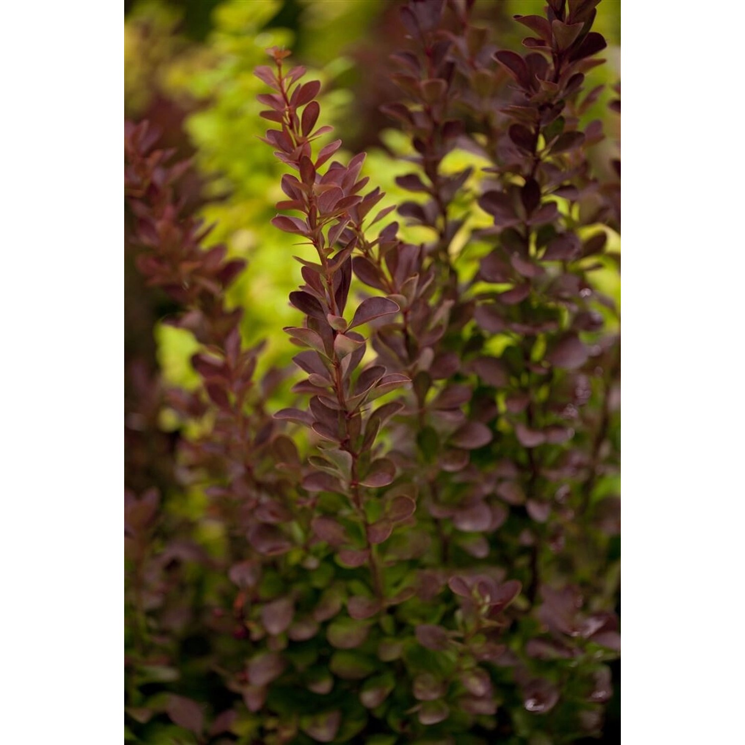Berberis thunbergii 'Red Rocket' 40-60 cm günstig online kaufen