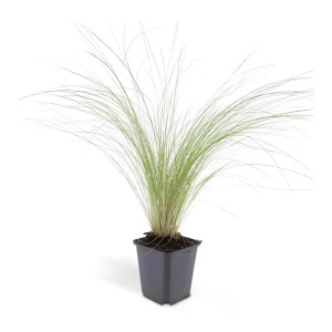 Mexikanisches Federgras 'Ponytails' im 9cm Topf, Ziergras für den Garten, Set mit 20 Pflanzen.