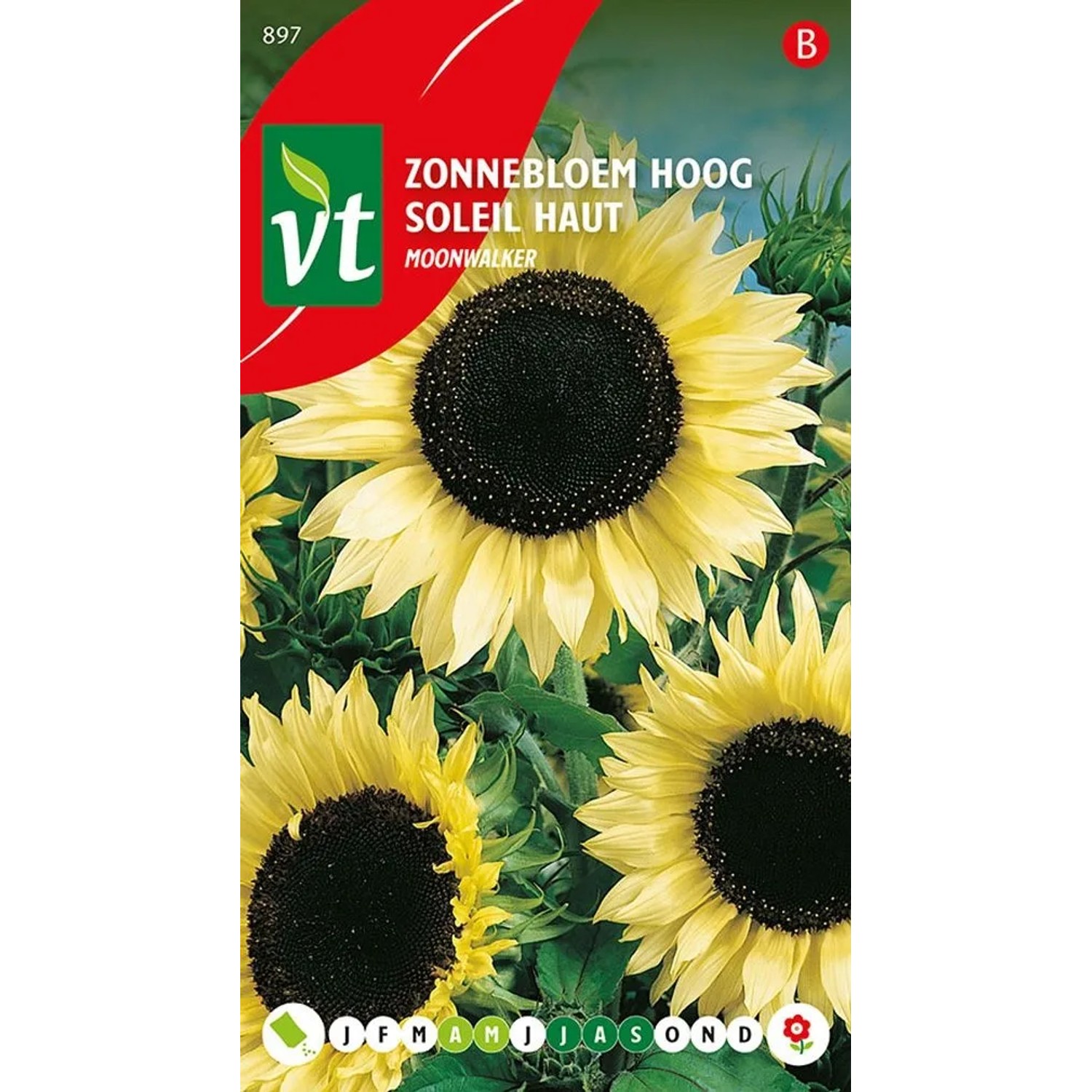 Sonnenblume 'Moonwalker' Saatgut ca. 1 g Großblütig