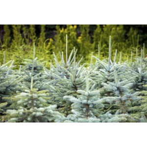 Junge Blau-Fichten (Picea Pungens Glauca) mit bläulichen Nadeln im Beet.