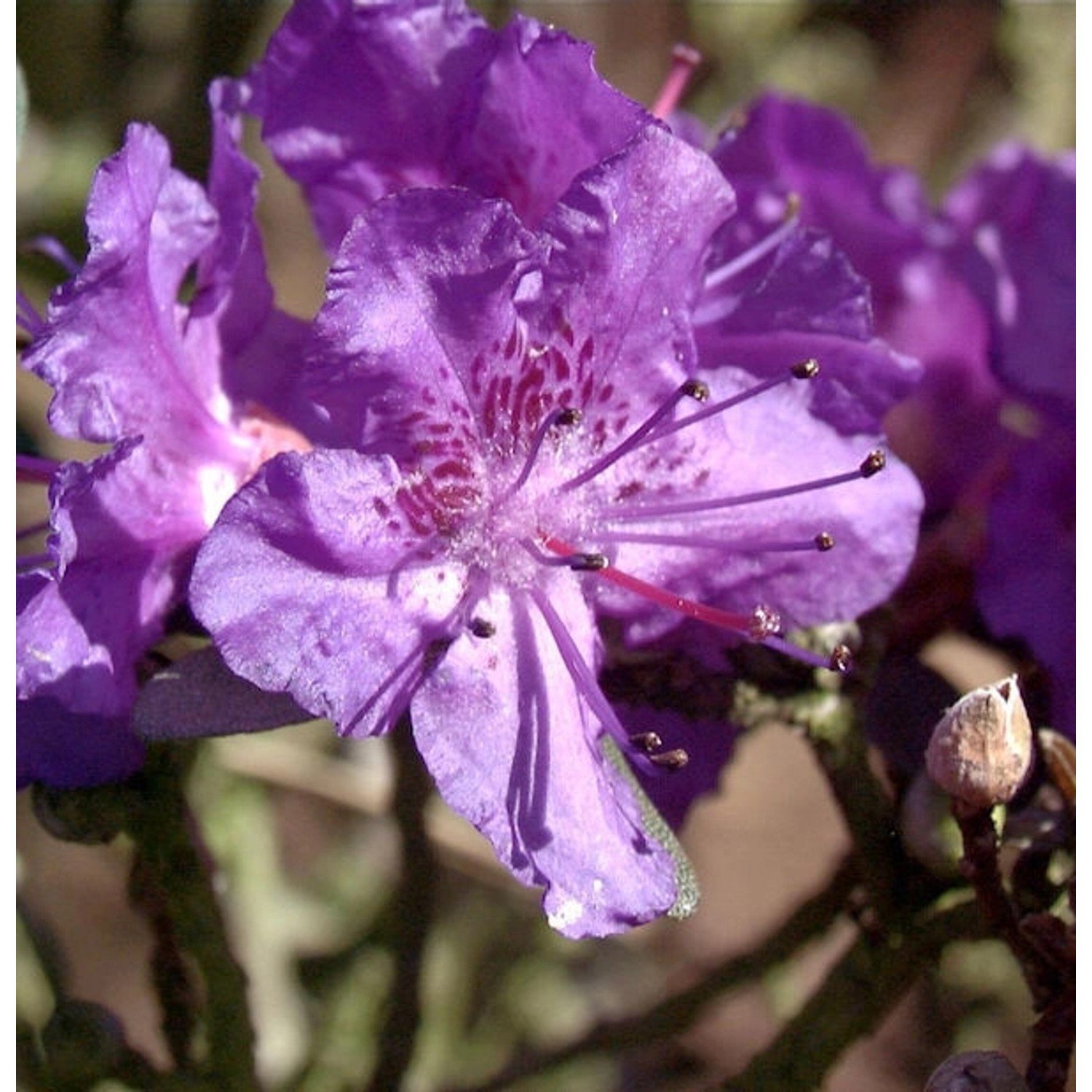 Rhododendron Rocks Form 40-50cm - Rhododendron calostrotum günstig online kaufen