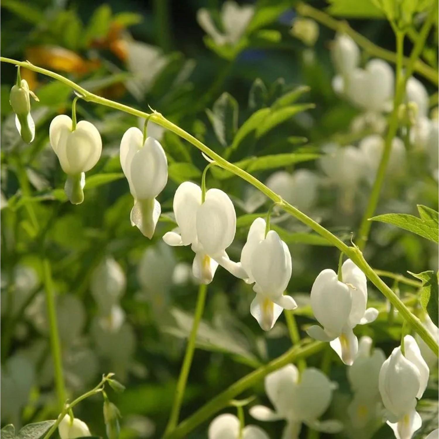 Tränendes White Gold - Dicentra spectabilis
