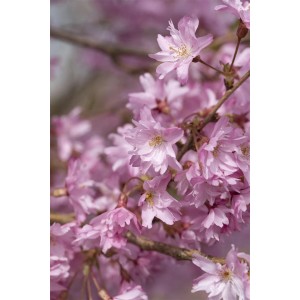 Nahaufnahme der zartrosa Blüten einer Winterkirsche (Prunus Subhirtella Autumnalis).