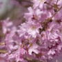 Nahaufnahme der zartrosa Blüten einer Winterkirsche (Prunus Subhirtella Autumnalis).