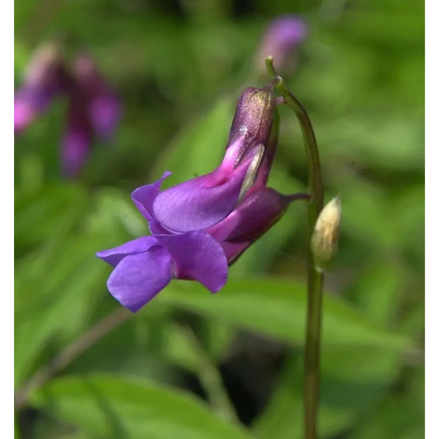 Wald Wicke - Lathyrus vernus