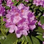 Nahaufnahme einer lila INKARHO Alpenrose (Rhododendron Catawbiense Grandiflorum) mit grünen Blättern.