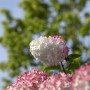 Rispenhortensie 'Vanille-Fraise' im 9x9 cm Topf, weiße und rosa Blüten.