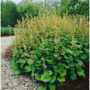 Tellima Grandiflora, Falsche Alraunwurzel im 9x9 cm Topf, grüne Blätter und zarte Blüten.