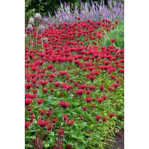 Blühende Wilde Bergamotte 'Gardenview Scarlet' (Monarda fistulosa) im Gartenbeet.