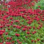Blühende Wilde Bergamotte 'Gardenview Scarlet' (Monarda fistulosa) im Gartenbeet.