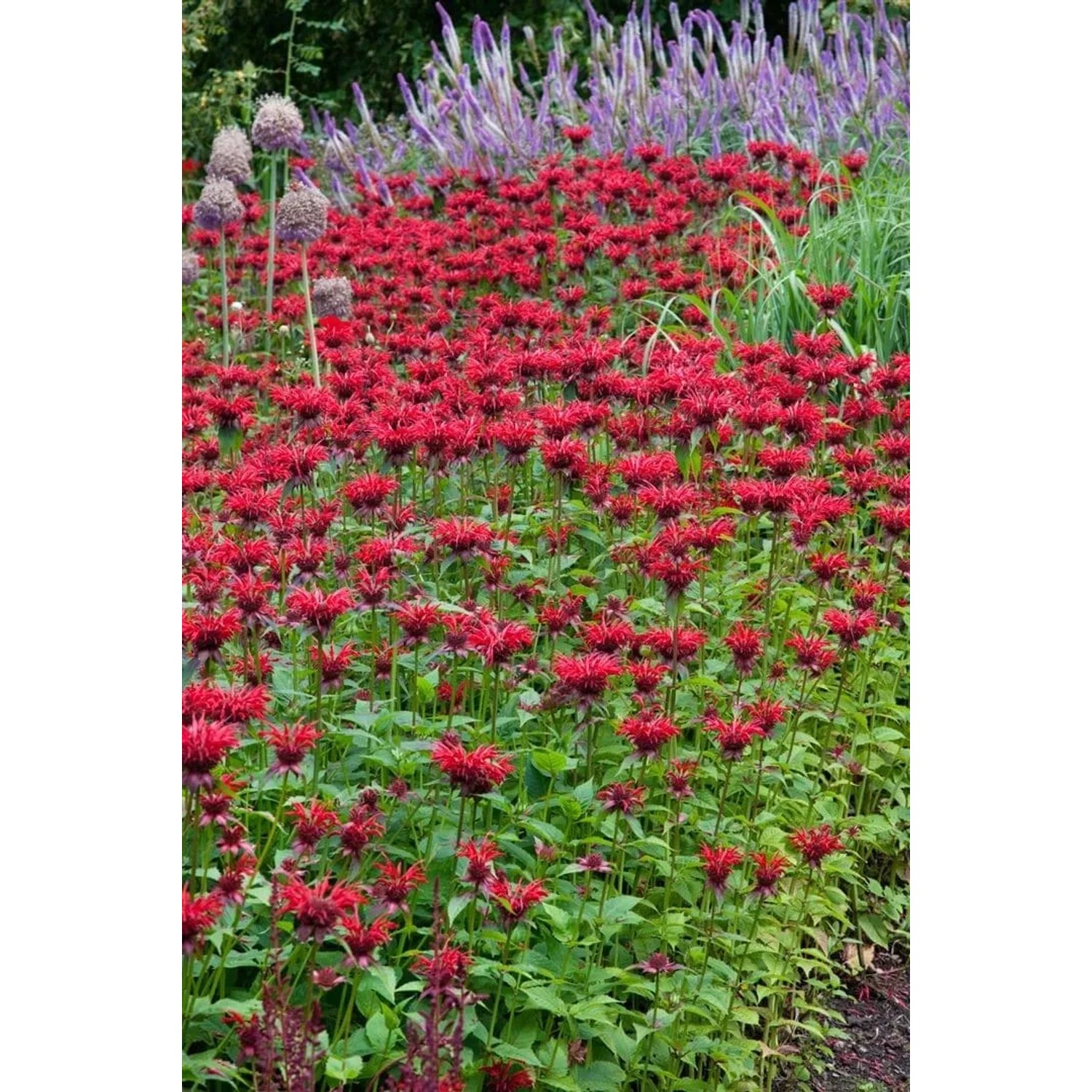 Blühende Wilde Bergamotte 'Gardenview Scarlet' (Monarda fistulosa) im Gartenbeet.