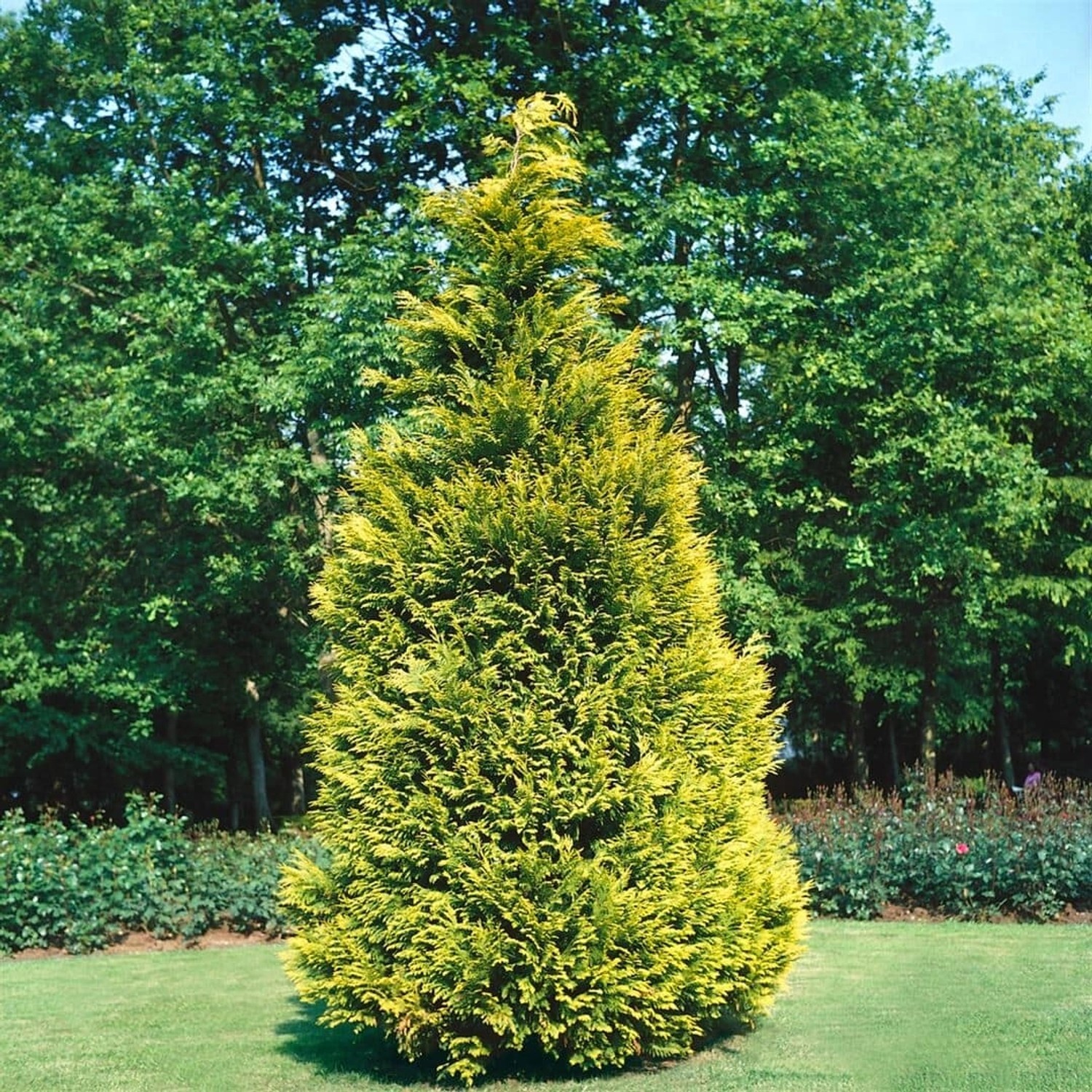 Chamaecyparis lawsoniana Stewartii 50-60 cm günstig online kaufen