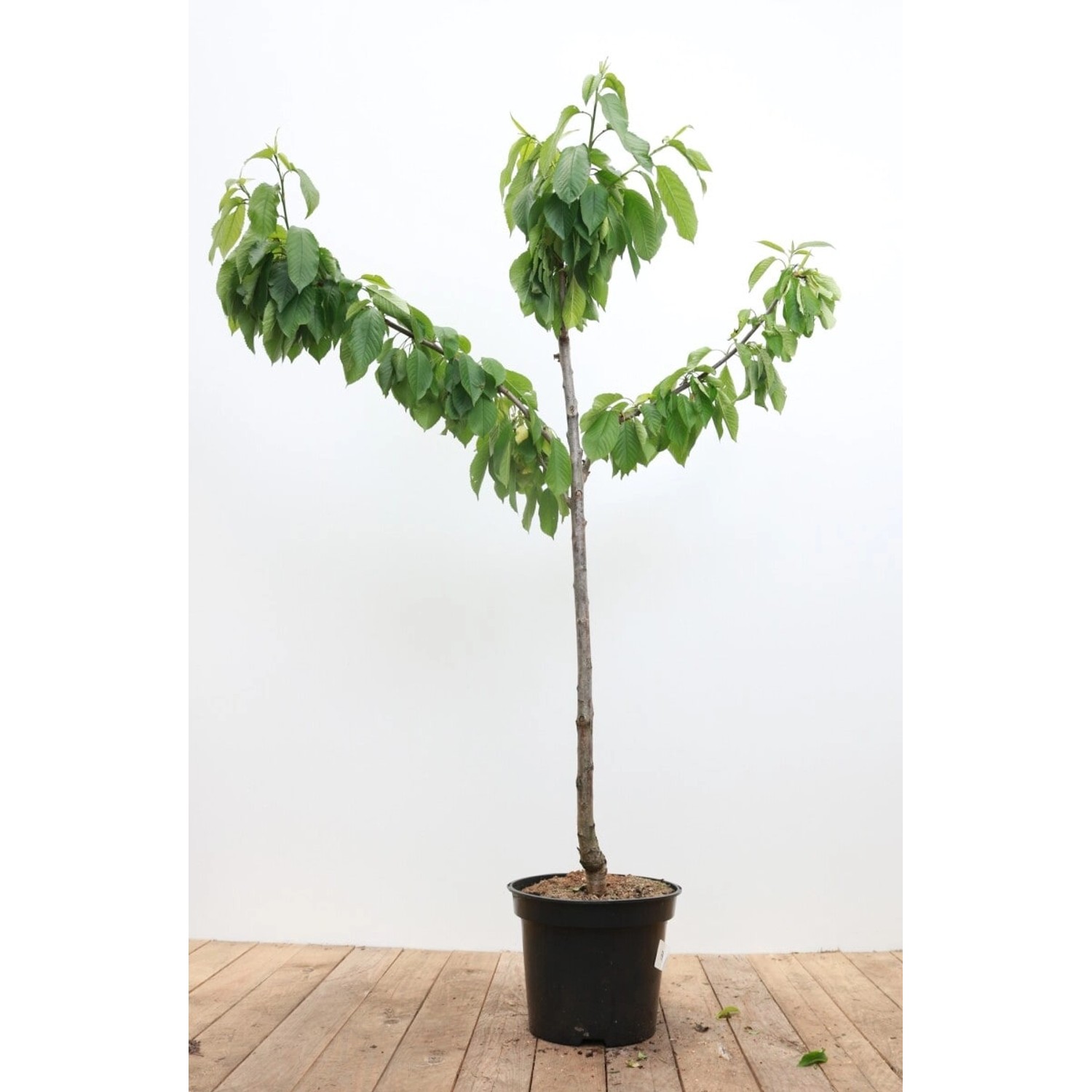 Prunus Avium Büttners Roter Knorpel Süßkirsche CAC 150-200cm günstig online kaufen
