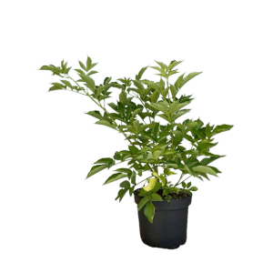 Baumfink Schwarzer Holunder Topfpflanze, ca. 40-60cm hoch, mit grünen Blättern im schwarzen Topf.