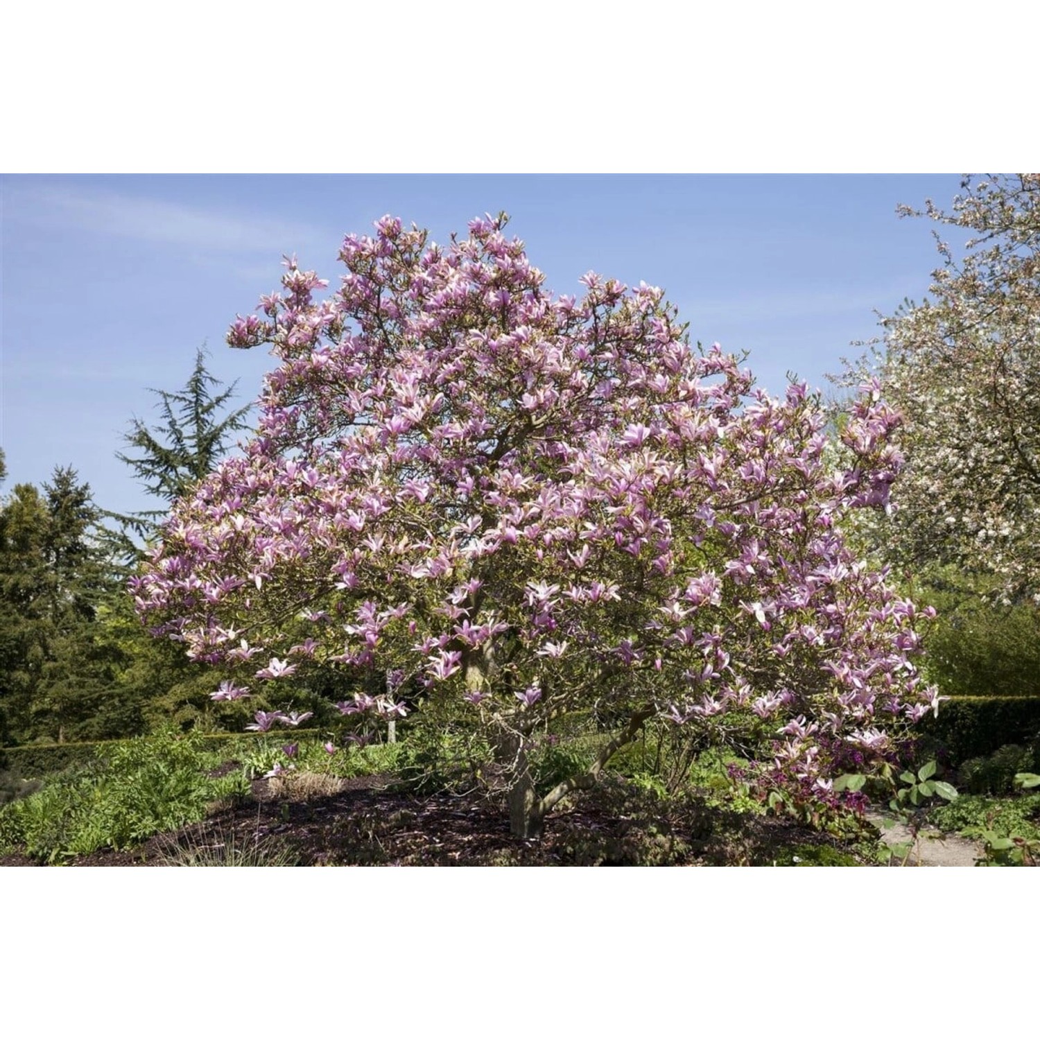 Magnolia Galaxy Magnolie Rosa Blüten 150–175 cm günstig online kaufen