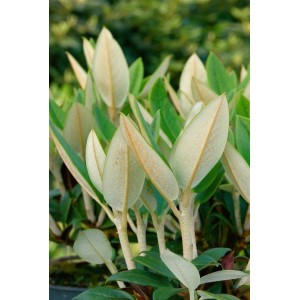 Rhododendron Taliense Honigduft, zartgelbe Blüten und grüne Blätter, 40–50 cm hoch.