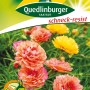 Quedlinburger Portulakröschen, gefüllte Mischung in Gelb- und Rosatönen.