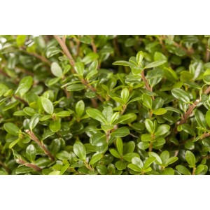 Immergrüne Ilex crenata 'Glorie Gem' Heckenpflanze mit kleinen, glänzenden Blättern.