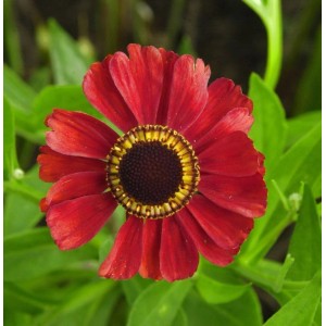 Nahaufnahme der roten Sonnenbraut 'Red Army'. Staude mit dunkler Mitte und gelbem Ring.