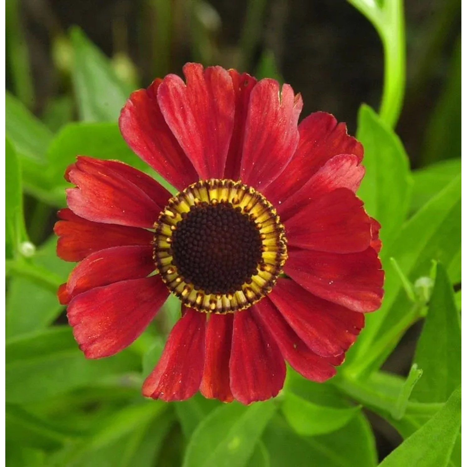 Sonnenbraut Red Army - Helenium cultorum
