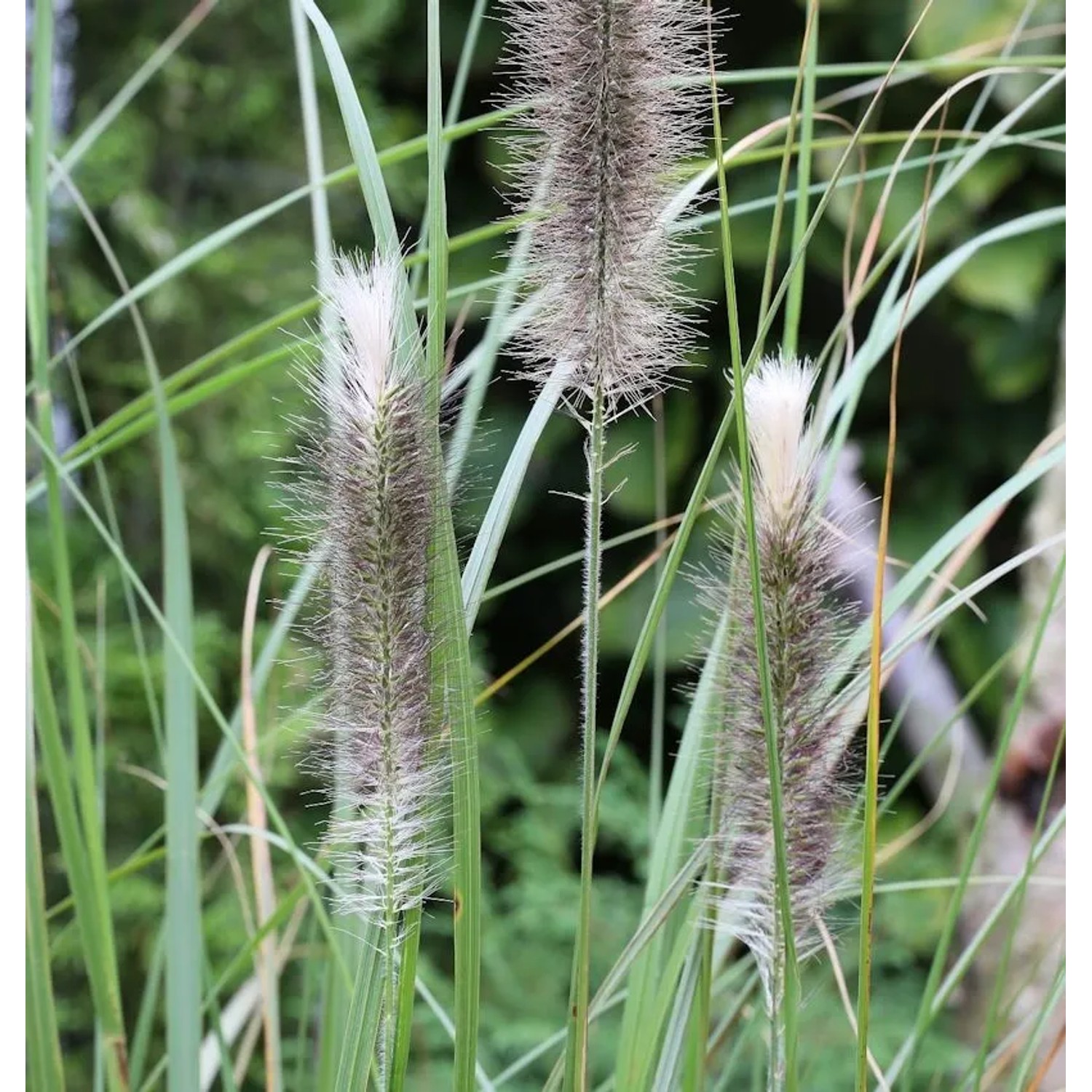 Lampenputzergras Herbstfreude - großer Topf - Pennisetum alopecuroides